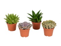 Pozsgás növények válogatás kb. 15-20 cm Pozsgás növények válogatás kb. 15-20 cm