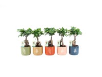 Bonsai Ficus Ginseng kerámia edényben magasság kb. 30 cm cserépátmérő kb. 14 cm Bonsai Ficus Ginseng kerámia edényben magasság kb. 30 cm cserépátmérő kb. 14 cm