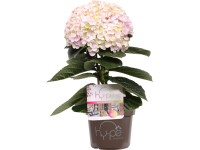 Hortenzia Hy-pe Hortenzia Hy-pe