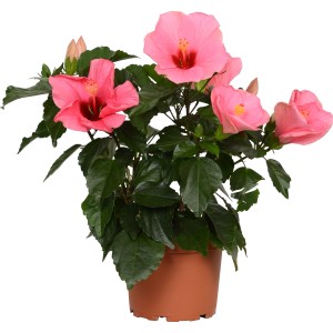 HibisQs hibiszkusz cserépben, különböző színekben. Egzotikus szobanövény rózsaszín virágokkal.