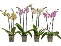 Lepkeorchidea háromszárú cserépátmérő: kb. 12 cm Phalaenopsis