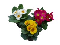 Primula 9 cm-es cserépben