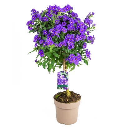 GROW by OBI enciánfa tő kék magasság 60 cm cser. 17 cm Solanum rantonetti
