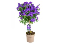 GROW by OBI enciánfa tő kék magasság 60 cm cser. 17 cm Solanum rantonetti GROW by OBI enciánfa tő kék magasság 60 cm cser. 17 cm Solanum rantonetti