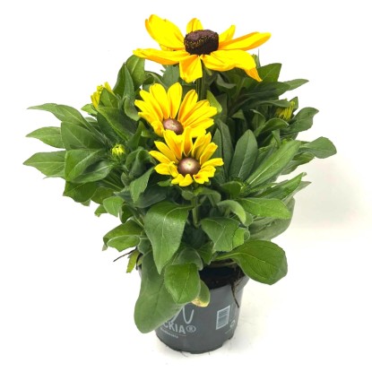 GROW by OBI kúpvirág magasság kb. 50 cm Rudbeckia Hybrid Summerina XL