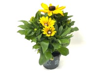 GROW by OBI kúpvirág magasság kb. 50 cm Rudbeckia Hybrid Summerina XL