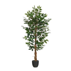 Zöld mű Ficus növény cserépben, 150 cm magas. Dekoratív szobanövény.
