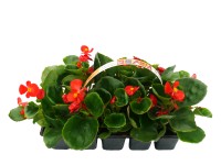 Begonia 10 pack Begonia 10 pack