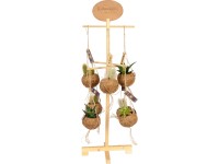 Pozsgás növények kokedamában cserépátmérő: kb. 12 cm