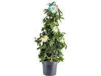 Golgotavirág piramis fehér cserépátmérő körülbelül 17 cm Passiflora caerulea