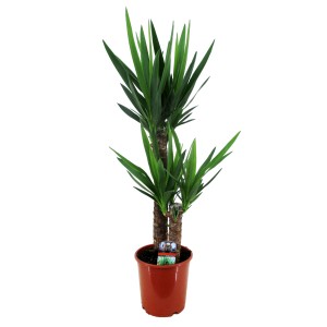 Yucca pálma két törzzsel cserépben, kb. 90-100 cm magas. Szobanövény zöld levelekkel.