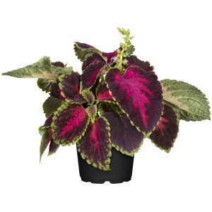 Coleus (Buntnessel) cserépben, sokszínű levelekkel, népszerű ágyásnövény erkélyre és kertbe.