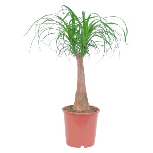 Elefántláb cserépben, kb. 21 cm Ø. Egzotikus szobanövény napos helyekre.
