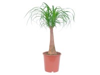 Elefántláb cserépátmérő: kb. 21 cm