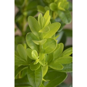 Közelkép a GROW by OBI zöld bukszus Faulkner (Buxus microphylla) növényről.