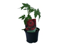 Paradicsom 9 cm-es cserépben kerti növény étkezésre alkalmas