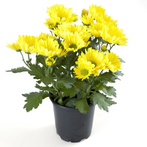 Sárga krizantém cserépben, kb. 25 cm magas, cserép átmérője kb. 12 cm.