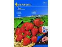 Kiepenkerl Vetőmagok Elan eper Kiepenkerl Vetőmagok Elan eper