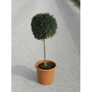 GROW by OBI Ionos fagyal gömb formában cserépben, kb. 65 cm magas.