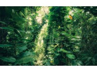 Vlies fotótapéta Green Leaves 450 cm x 280 cm