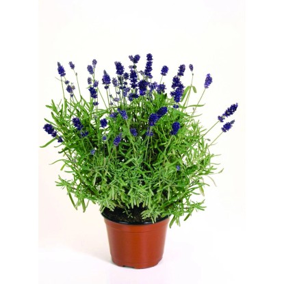Levendula 10,5 cm-es cserépben