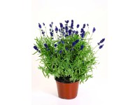 Levendula 10,5 cm-es cserépben