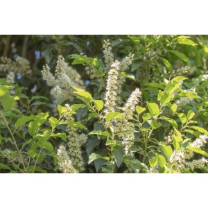 Virágzó portugál babérmeggy Angustifolia zöld levelekkel és fehér virágokkal.
