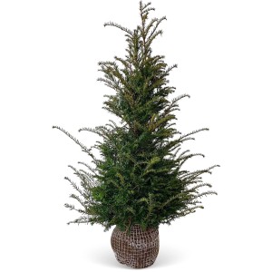 Tiszafa (Taxus baccata) szett, 30 darab, kb. 120-140 cm magas, bálázott. Örökzöld sövénynövény.