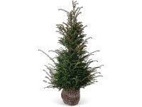 Tiszafa készlet 30 darab magasság kb. 120-140 cm bálaáru Taxus baccata