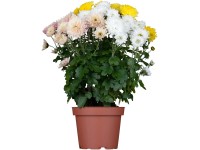 Suntaste Trio krizantém magasság kb. 10-15 cm cserépátmérő 12 cm Chrysanthemum Suntaste Trio krizantém magasság kb. 10-15 cm cserépátmérő 12 cm Chrysanthemum