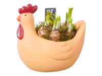 Sárga nárcisz válogatás tyúk alakú cserépben cserépátmérő kb. 21 cm