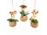 Lepkeorchidea Kokodama cserépben cserépátmérő kb. 12 cm többféle színben