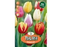 Triumph tulipán Triumph tulipán