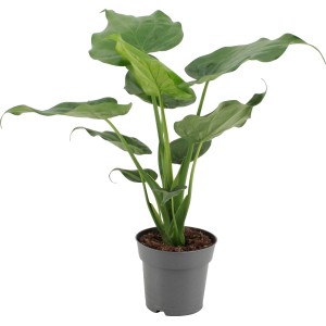 Elefántfül alokázia cserépben, kb. 50-55 cm magas. Dekoratív zöld növény nagy, világoszöld levelekkel.