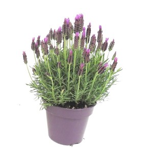 GROW by OBI levendula cserépben, lila virágok. Illatos cserepes növény kertbe és erkélyre.