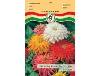 Rézvirág Krizanténvirágú szk vetőmag