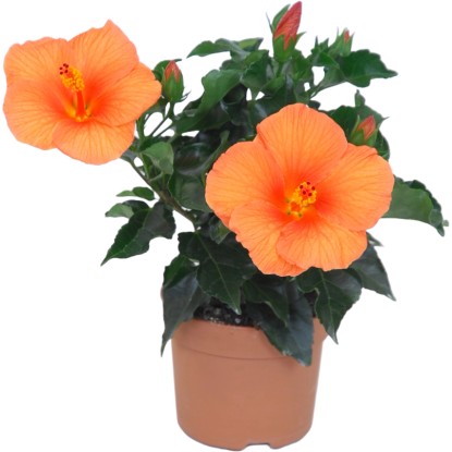 "Apollo" kínai hibiszkusz 30-40 cm cserépátmérő 13 cm Hibiscus rosa-sinensis