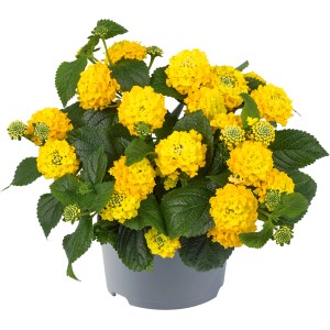 Sárga Lantana camara cserépben, egy színes, álló növény kertbe és erkélyre.