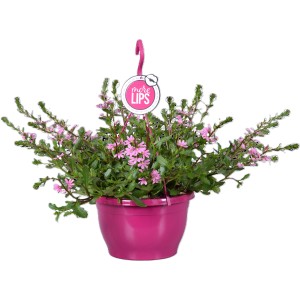 Scaevola legyezővirág függőkosárban, háromszorosan válogatott, cserép kb. 25 cm, rózsaszín virágok.