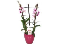 Bambusz orchidea Bambusz orchidea