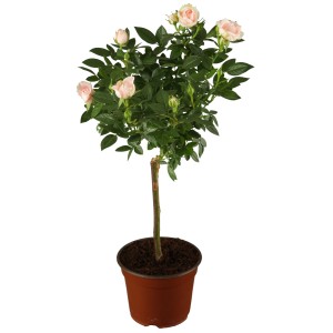 Palace törzsrózsa világos rózsaszín virágokkal cserépben, kb. 80 cm magas.