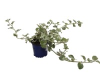 Helicrisum kék 10,5 cm Helicrisum kék 10,5 cm