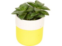 Pozsgás növények különböző fajták kerámia kaspóban cserépátmérő: kb. 6 cm