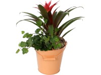 Guzmánia kompozíció cink vödörben cserépátmérő: kb. 16 cm