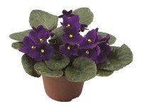 Fokföldi ibolya (Saintpaulia)