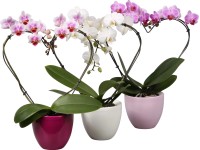 Lepkeorchidea 2 szárú szív alakú vegyes cserépátmérő: kb. 9 cm Phalaenopsis Lepkeorchidea 2 szárú szív alakú vegyes cserépátmérő: kb. 9 cm Phalaenopsis