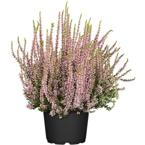 Bimbós erika cserépben, rózsaszín virágokkal. Hardy Calluna vulgaris erkélyre és kertbe.