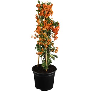 Tüztövis 'Piros Bogyók' cserépben, kb. 50-60 cm magas, sok piros bogyóval.