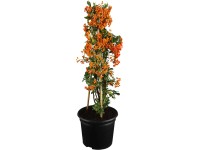 OBI tűztövis vörös magassága: kb. 50-60 cm cserepe kb. 2 l Pyracantha