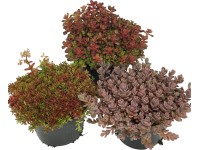 OBI borsos varjúháj piros cserépátmérő: kb. 12 cm Sedum